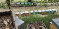 La bottega delle api e-commerce miele (15)