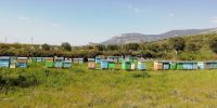 La bottega delle api e-commerce miele (2)