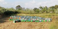 La bottega delle api e-commerce miele (25)