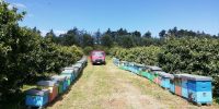 La bottega delle api e-commerce miele (3)