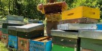 La bottega delle api e-commerce miele (36)