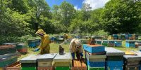 La bottega delle api e-commerce miele (37)