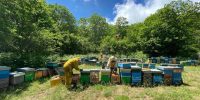 La bottega delle api e-commerce miele (39)